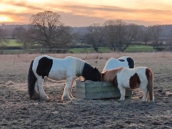 Keeping horses SAFE with Saving Abandoned Fly Grazing Equines